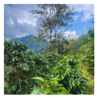 Guatemala San Carlos Antigua