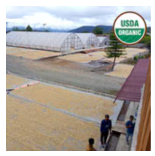 Sumatra Koperasi Gayo