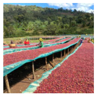 Ethiopia Guji