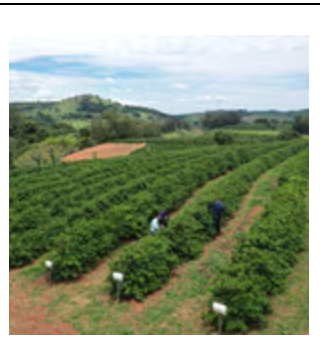 Brazil Guaxupé Sul De Minas