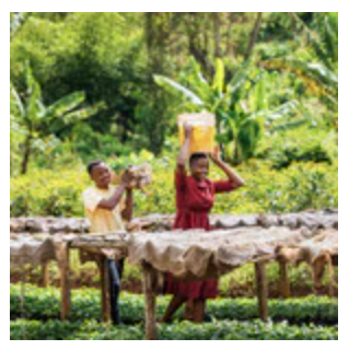 Tanzania Peaberry Plus