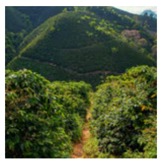 Colombia Valle Del Cauca Decaf